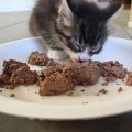 Mi gato ha comido chocolate, ¿qué hago?
