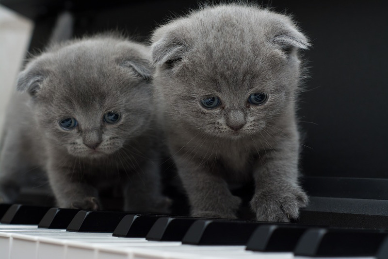 ¿A los gatos les gusta escuchar música?