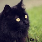 ¿Gato Angora o gato persa?