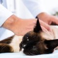 Síntomas de la infección de orina de un gato