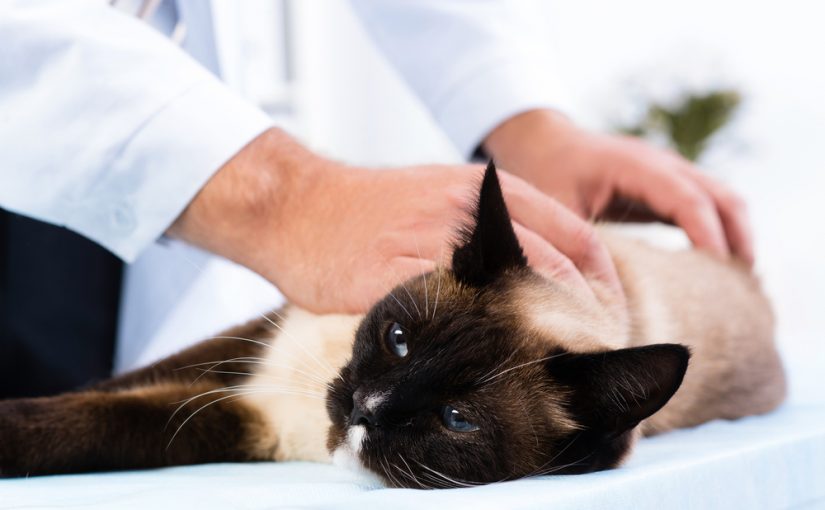 Síntomas de la infección de orina de un gato