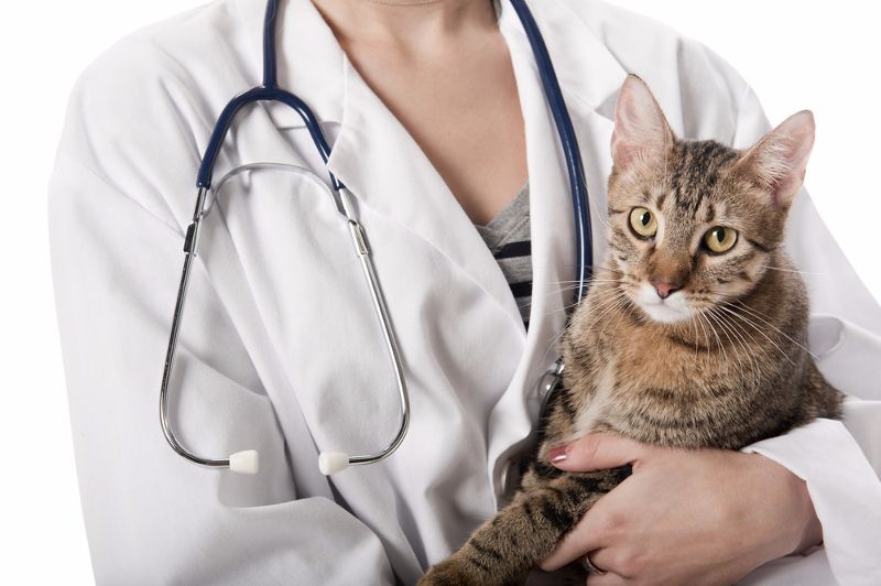 Cómo tratar la anemia en los gatos