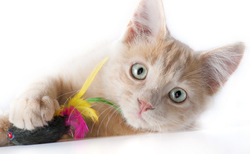 Principales causas de la conjuntivitis en gatos
