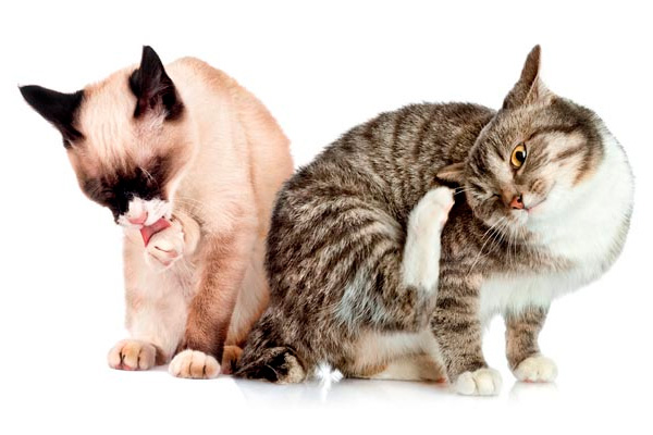 Tratamiento de los parásitos en los gatos