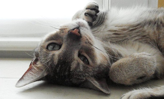 sintomas-de-una-gata-cuando-esta-en-celo