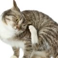 Causas de la dermatitis en los gatos