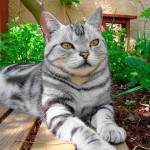 Carácter del gato American Shorthair