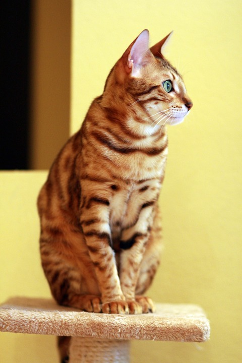 El gato bengalí adulto