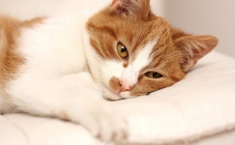 ¿Cómo contraen los gatos la toxoplasmosis?
