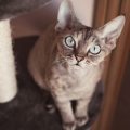 ¿Cómo combatir la conjuntivitis de mi gato?