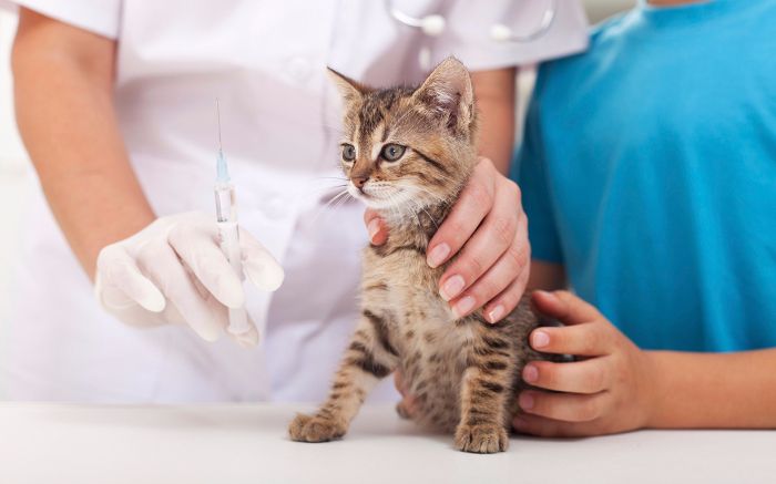 ¿Cuántas vacunas necesita un cachorro de gato?