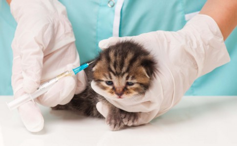 Vacunación de los gatitos