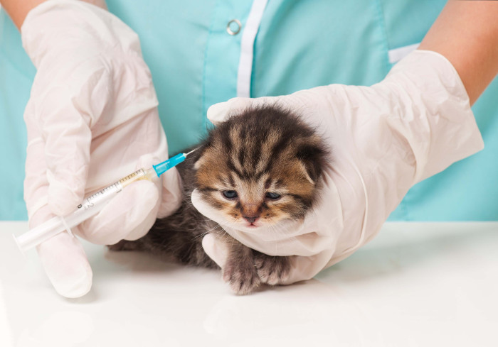 Cuál es la primera vacuna de mi | Gato