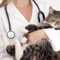 Beneficios de castrar al gato