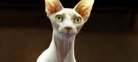 El gato egipcio