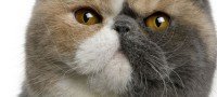 El gato exótico