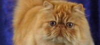 ¿Cuáles son las principales características del gato Persa Tabby?