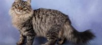 Características del gato siberiano