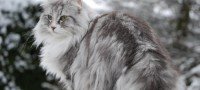 Gato noruego