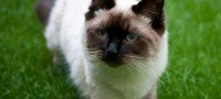 Gato "Muñeca de Trapo"
