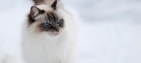 Himalayo