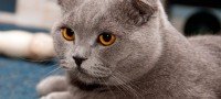 Gato Escocés