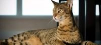 Savannah