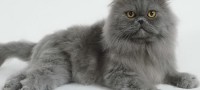 Raza de gato persa