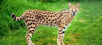 Características del gato Serval