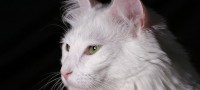 Raza de gato Angora turco