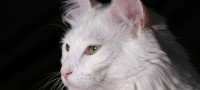 Angora