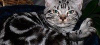 American Shorthair