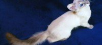 Gato balinés