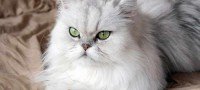 Raza de gato persa Chinchilla Silver