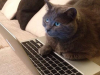 Cuida a tu gato con los mejores productos